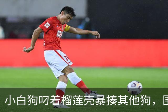 小白狗叼着榴莲壳暴揍其他狗，围观的狗都看懵了……不是说好的人与动物的区别，就是人会使用工具吗？